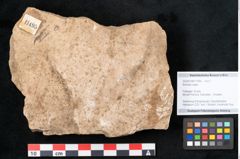 Foto (Objekt + Etikett) von Banksia ungeri (NHMW-GEO-2024-0188-11495)